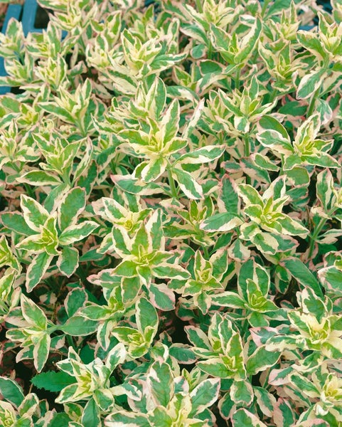 Lysimachia punctata 'Alexander', Goldfelberich, buntlaubig, ca. 9x9 cm Topf