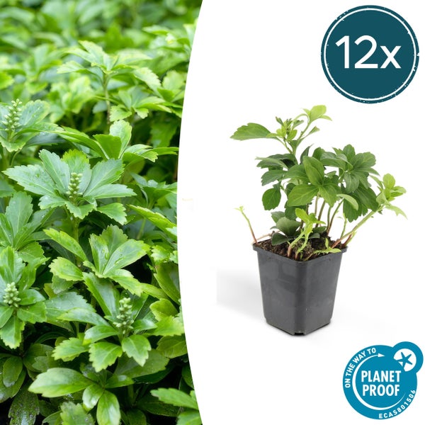 Bodendecker Schattengrün Dickmännchen Pachysandra term. 'Green Carpet' 9cm Topf 12 Pflanzen