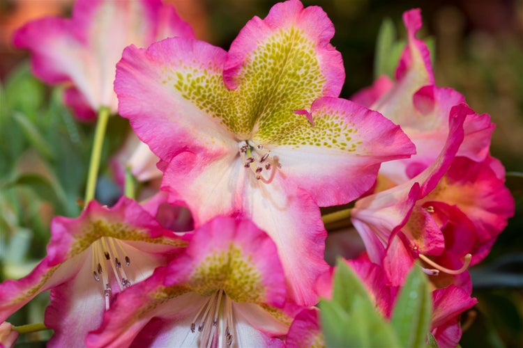 Rhododendron viscosum 'Quiet Thoughts', Sumpf-Rhododendron, 30–40 cm