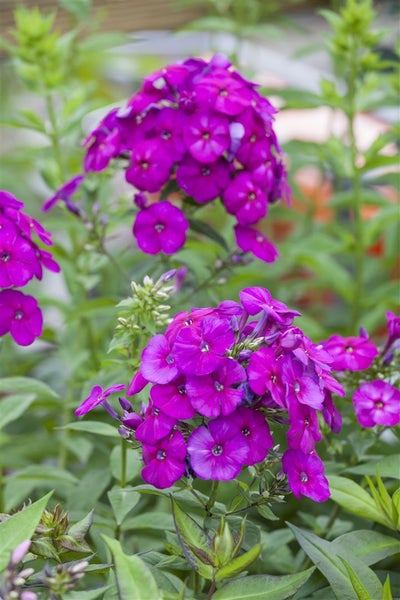Phlox paniculata 'The King', Flammenblume, violett, ca. 11x11 cm Topf