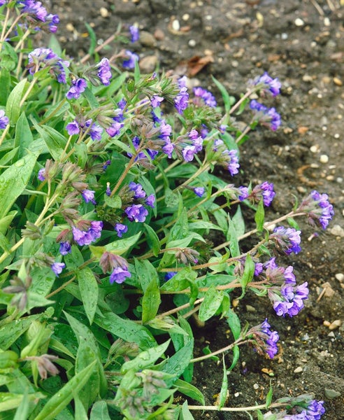 Pulmonaria dacica 'Azurea', Lungenkraut, blau, ca. 9x9 cm Topf