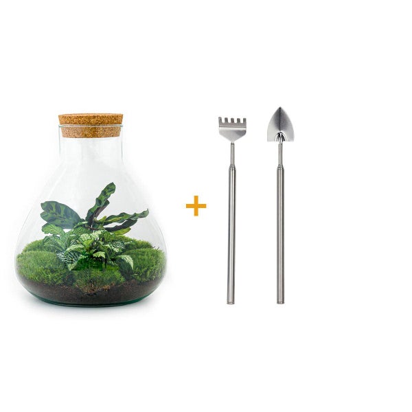 Flaschengarten Sammie - DIY-Pflanzenterrarium - 27 cm - mit Calathea - incl. Rechen und Schaufel