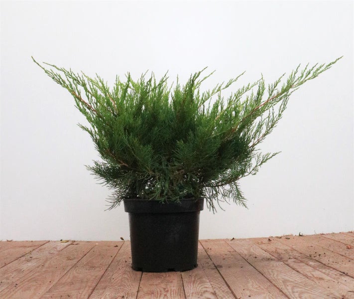 Juniperus pfitzeriana 'Mint Julep', Wacholder, 30–40 cm