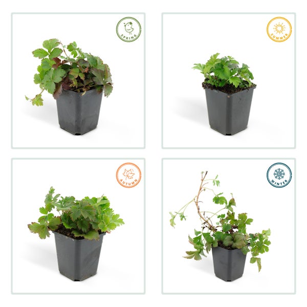 Immergrüner Bodendecker - Golderdbeere - Waldsteinia ternata - 9cm Topf - Set mit 6 Pflanzen