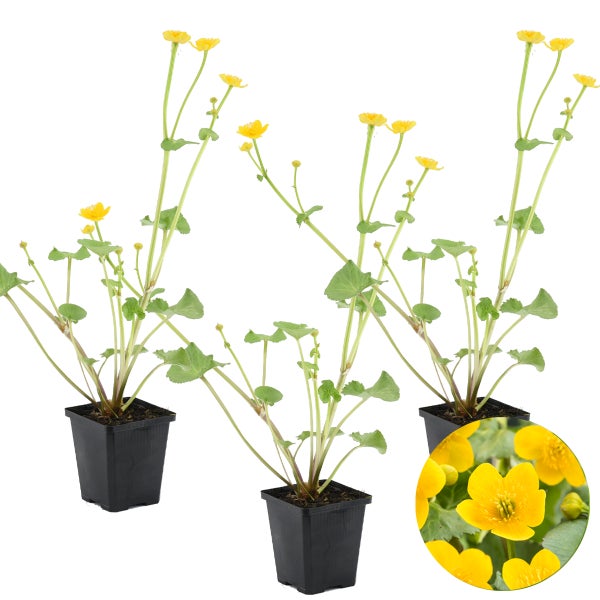 3x Caltha Palustris – Ringelblume – Pflegeleicht – Zone 1-2 – ⌀09cm - ↕15-25 cm