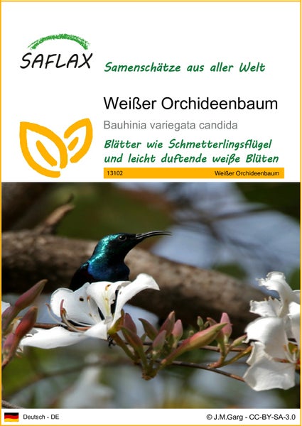 SAFLAX  - Weißer Orchideenbaum - Bauhinia variegata candida - 5 Samen