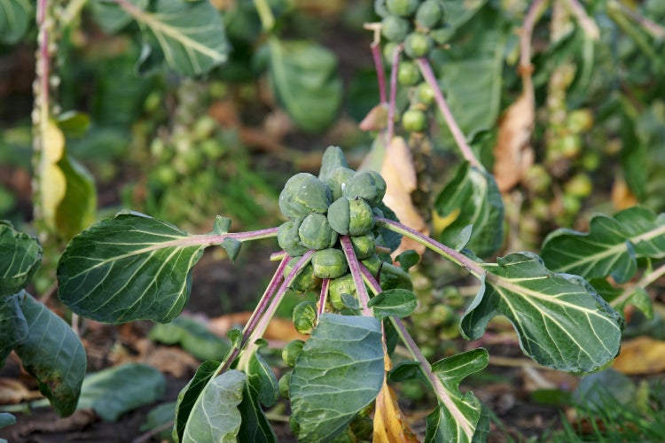 SAFLAX Garden to go - BIO - Rosenkohl - Groninger - Brassica oleracea var. gemmifera - 30 Samen - Mit Topf, Klima - Deckel und Anzuchtsubstrat