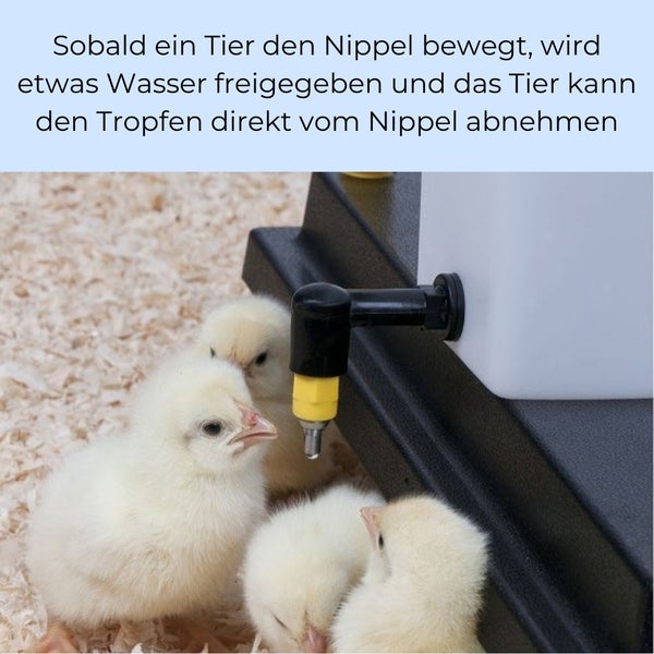 Küken trinken aus einer automatischen Tränke