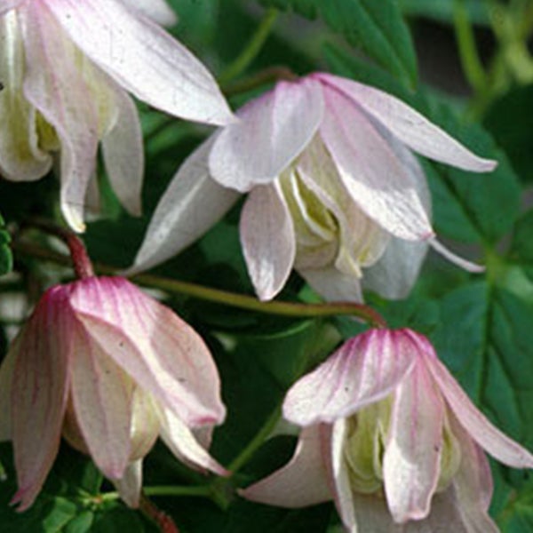 Nahaufnahme von Clematis Alpina Blüten