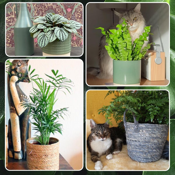 6er Box Zimmerpflanzen Happy Cat – Tierfreundliches Set mit Zwergpfeffer, Bergpalme, Nestfarn, Schwertfarn & Glückskastanie - Höhe 15-70 cm - Töpfe 10,5-17 cm