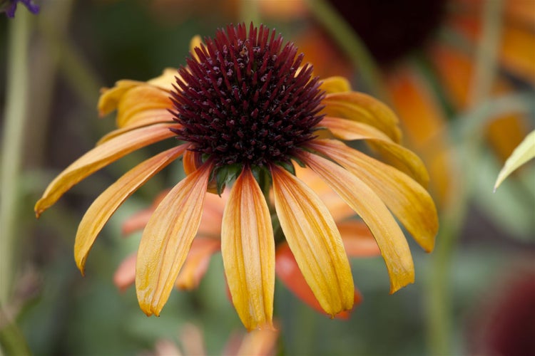 Echinacea purpurea 'Tangerine Dream', Sonnenhut, orange, ca. 11x11 cm Topf