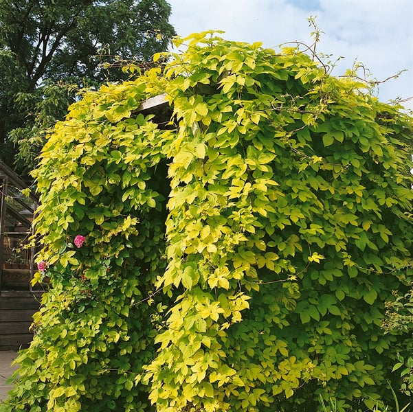 Humulus lupulus 'Aureus', Gold-Hopfen, gelbgrün, 60–100 cm