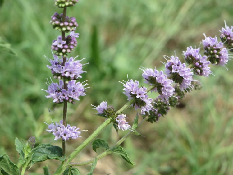 SAFLAX Garden to go - Mexikanische Nana Minze - Mentha spicata Nane - 500 Samen - Mit Topf, Klima - Deckel und Anzuchtsubstrat