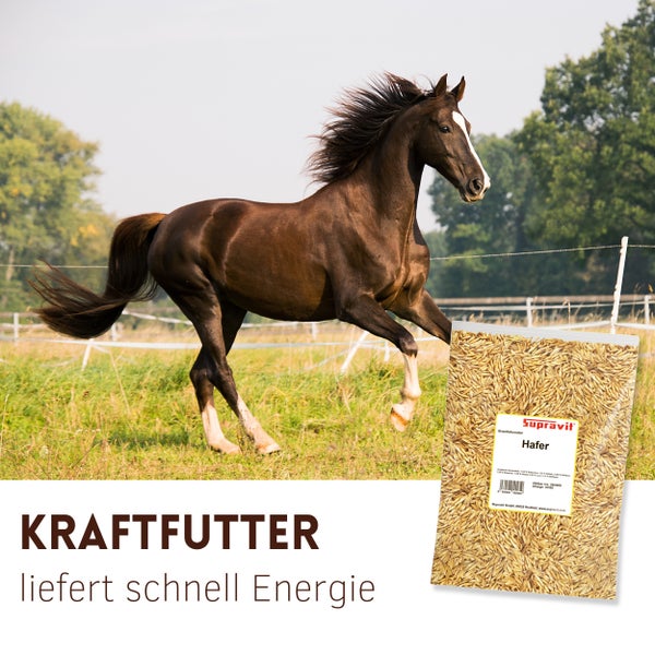 Ein braunes Pferd auf einer Wiese und eine Packung Supravit Hafer als Pferdefutter.