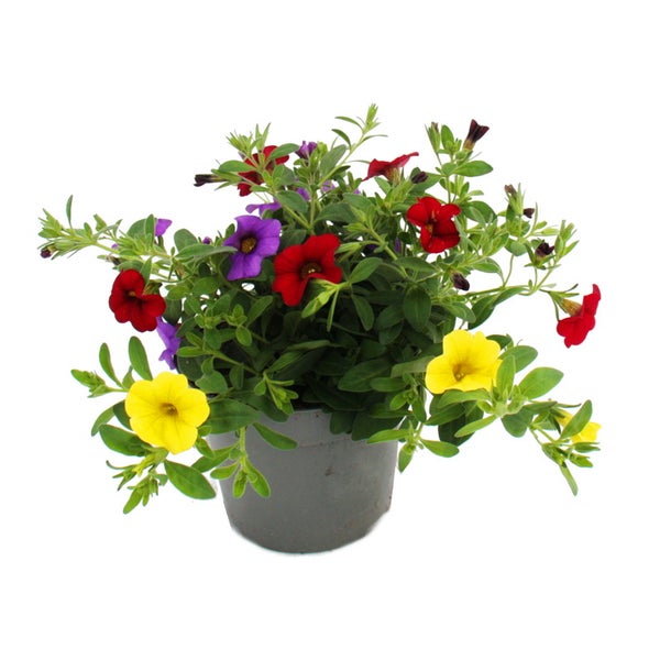 Zauberglöckchen Minihängepetunie Calibrachoa 12cm Topf Set mit 3 Pflanzen bunt (mehrfarbig)