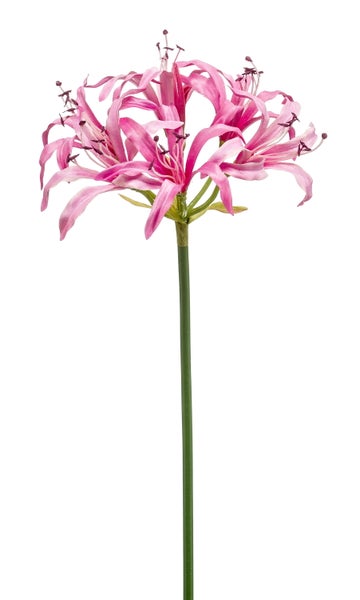 Kunstblume Nerine mit mehreren rosa Blütenköpfen und langem grünem Stiel.