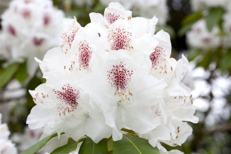 Nahaufnahme einer Rhododendronblüte