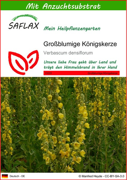 SAFLAX  - Großblumige Königskerze - Verbascum densiflorum - 500 Samen - Mit keimfreiem Anzuchtsubstrat