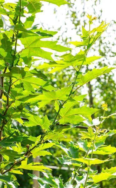 Nahaufnahme der Blätter einer Platane im Garten