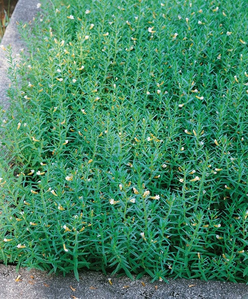 Gratiola officinalis, Gnadenkraut, ca. 9x9 cm Topf