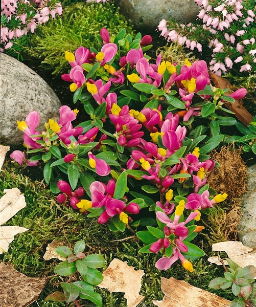 Polygala chamaebuxus, Buchsblättrige Kreuzblume, ca. 9x9 cm Topf