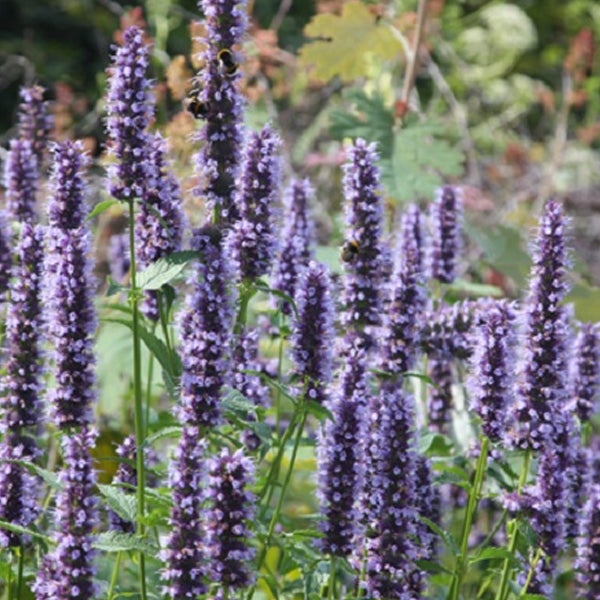 Nahaufnahme von Agastache mit Insekten im Garten.