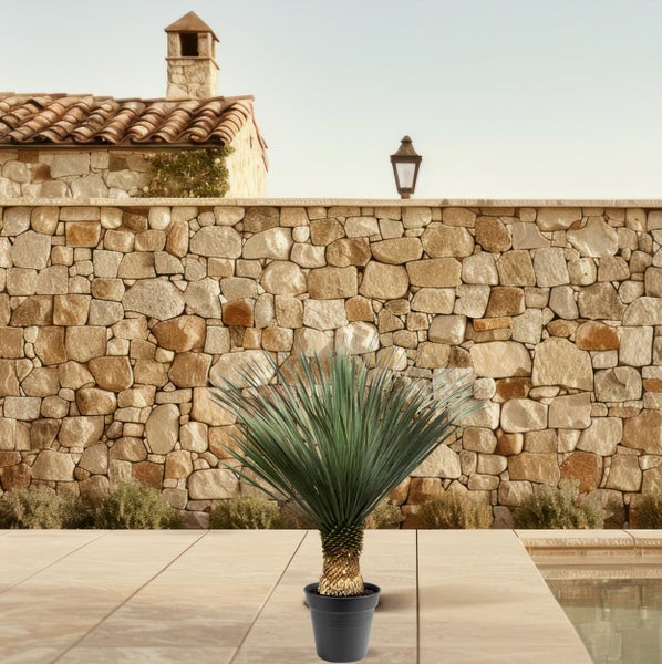 Yucca Zimmerpflanze im Topf vor Steinmauer