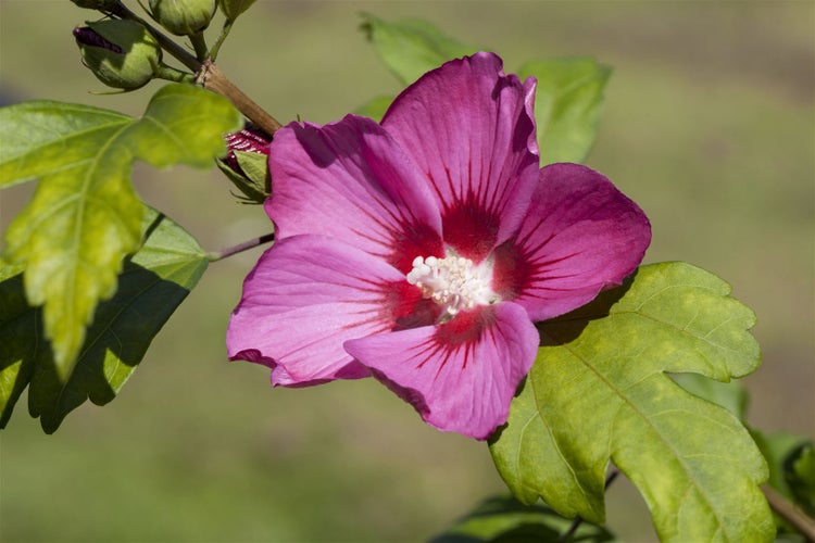 Hibiscus syriacus 'Pink Giant', Roseneibisch, rosa Blüten, 60–80 cm