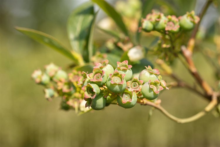 Unreife Heidelbeeren in einer Ansammlung an einem Strauchzweig.