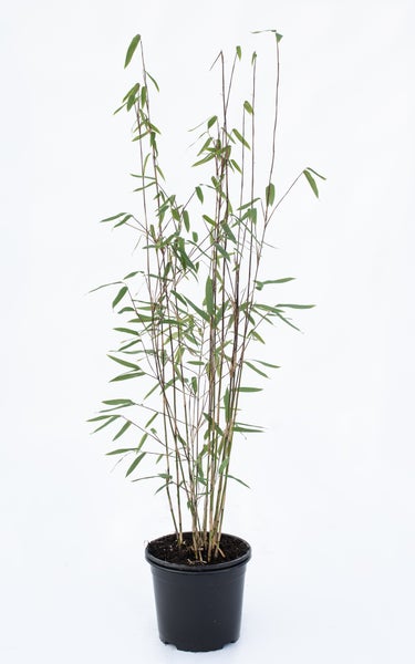 Fargesia jiuzhaigou 1 80/100 cm hoch, im 3 Liter-Topf