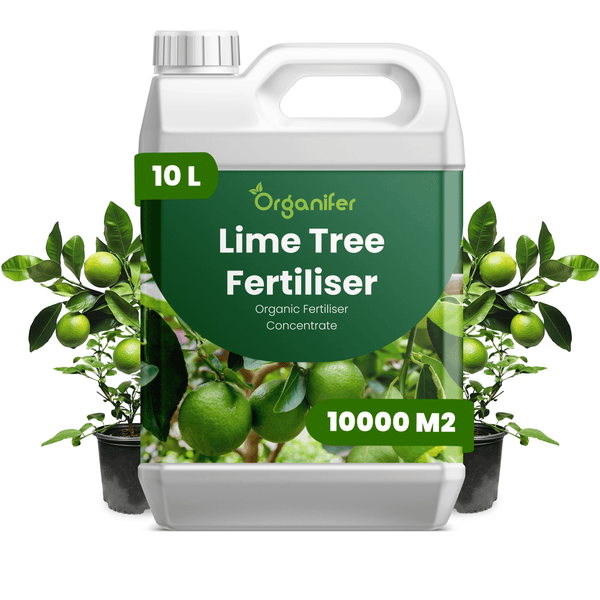 Organifer Limettenbaum-Dünger, organisches Dünger-Konzentrat, 10 Liter Kanister für 10000 Quadratmeter, mit Abbildung von Limetten und Bäumen.