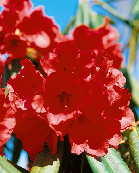 Nahaufnahme einer Rhododendronblüte