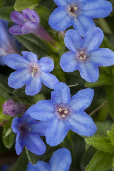 Lithodora diffusa 'Heavenly Blue', Himmelsblau, ca. 9x9 cm Topf