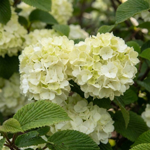 Blühender Schneeball Viburnum mit weißen kugelförmigen Blütenständen und grünen gerippten Blättern.