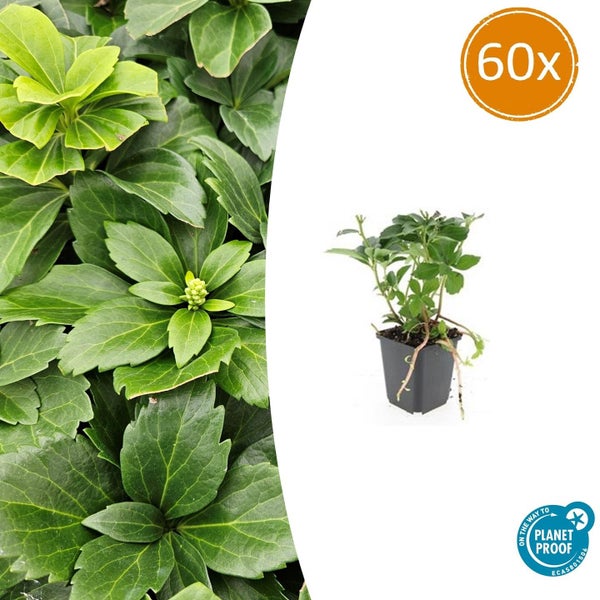 Packung mit 60 Stück Dickmännchen Pachysandra terminalis im Kunststofftopf, Planet Proof zertifiziert.