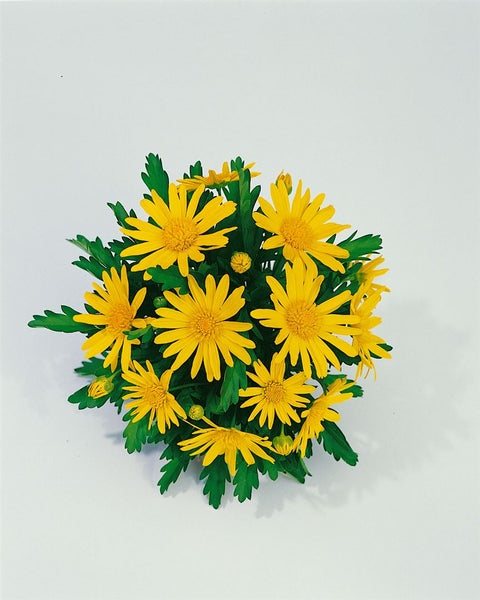 Euryops chrysanthemoides, Strauchmargerite, gelb, 2 Liter Container