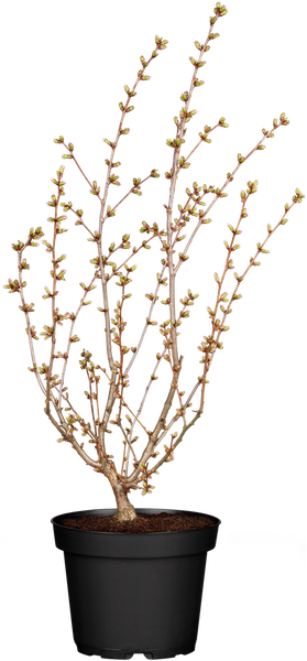 Prunus kurilensis 'Brillant', Zierkirsche, rosa Blüten, 60–80 cm