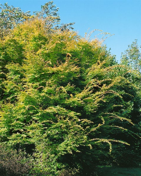 Japanischer Ahornbaum im Garten