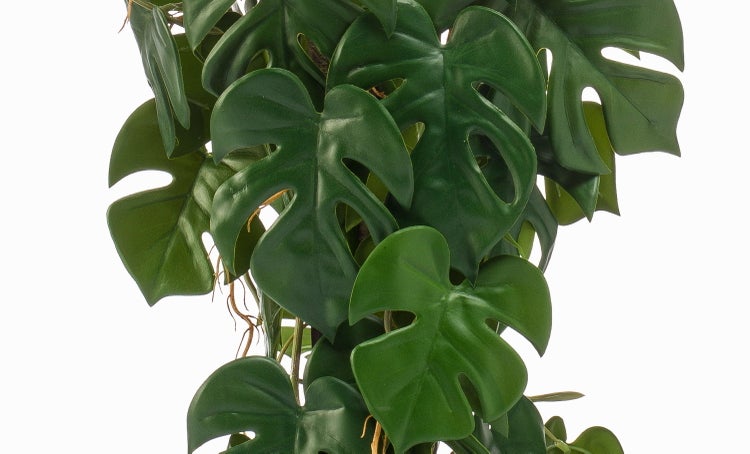 Calla Zantedeschia in leuchtendem Orange und Rot mit gelbem Blütenkolben.