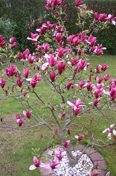 Magnolia lilliflora Susan, Rote Tulpen-Magnolie, Gesamthöhe: 130-140 cm