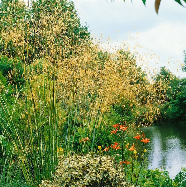 Stipa gigantea, Riesen-Federgras, ca. 11x11 cm Topf, dekorativ
