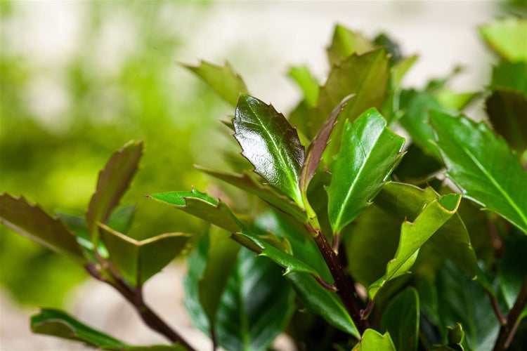 Ilex meserveae 'Heckenblau', Stechpalme, immergrün, 60–80 cm