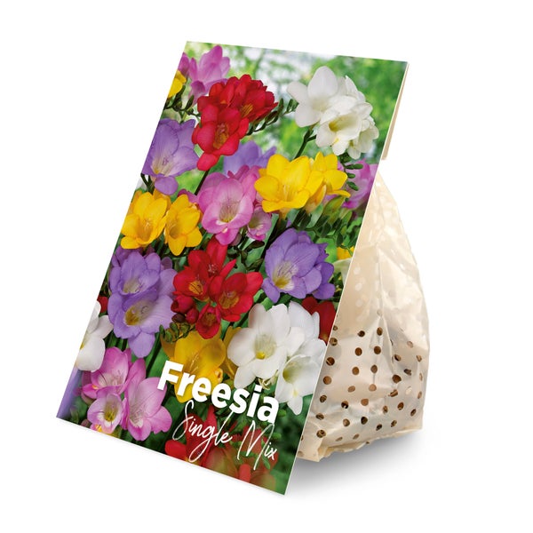 Bloomique - 50er-Mix - Freesien-Mix - Farbmischung - Blumenzwiebeln - mehrjährig - Sommerblüher - wird 30-45 cm groß