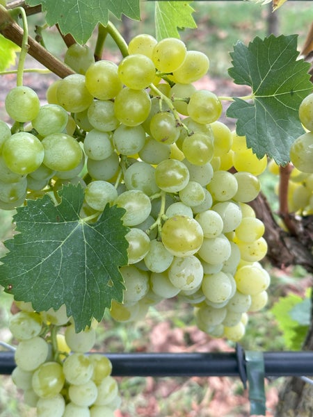 Eine Traube aus reifen hellen Weintrauben an einer Rebe mit Weinblättern im Weinberg.
