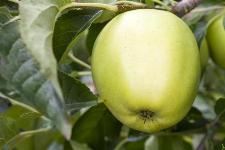 Malus 'Golden Delicious', Apfelbaum, gelb, 150–200 cm