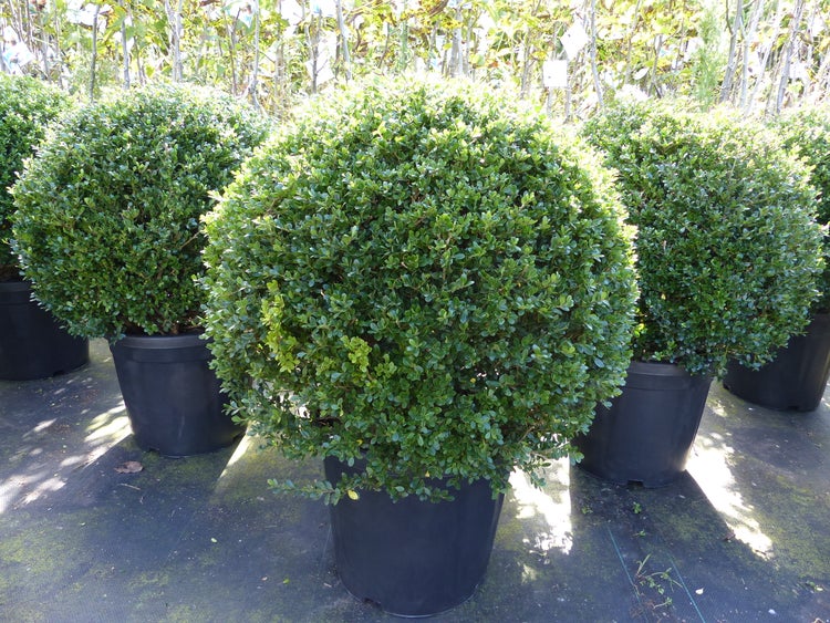 Mehrere Buchsbäume in Kugelform, präsentiert in Töpfen