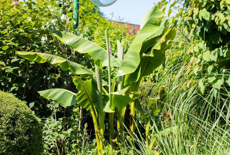 Eine junge Bananenstaude mit großen, ausgebreiteten Blättern inmitten einer üppigen Gartenbepflanzung.