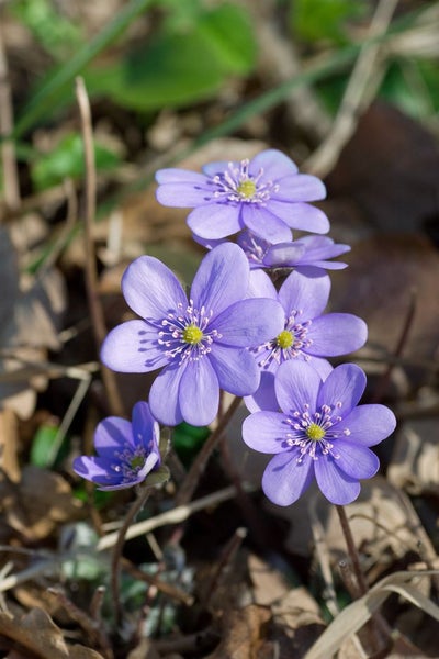 Leberblümchen im Detail