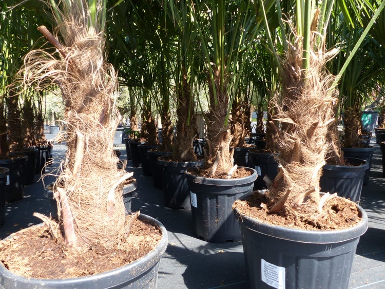 XXL Palme winterhart 180 - 190 cm Trachycarpus fortunei, Hanfpalme, Top-Qualität