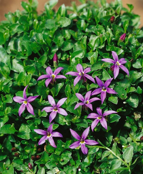 Pratia pedunculata 'County Park', blau, ca. 9x9 cm Topf